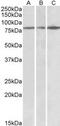 Terminal Nucleotidyltransferase 4B antibody, MBS422666, MyBioSource, Western Blot image 