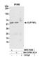 CLPTM1 Like antibody, NBP2-76385, Novus Biologicals, Western Blot image 