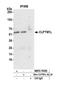 CRR9 antibody, NBP2-76385, Novus Biologicals, Western Blot image 