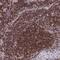 Exoribonuclease 1 antibody, PA5-63244, Invitrogen Antibodies, Immunohistochemistry frozen image 