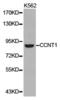 Cyclin T1 antibody, LS-C193044, Lifespan Biosciences, Western Blot image 