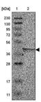 Fibroleukin antibody, NBP1-87198, Novus Biologicals, Western Blot image 