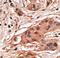 BCL2 Related Protein A1 antibody, LS-C98839, Lifespan Biosciences, Immunohistochemistry frozen image 