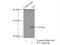 Cyclin Dependent Kinase Inhibitor 1B antibody, 25614-1-AP, Proteintech Group, Immunoprecipitation image 