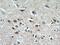 Polo Like Kinase 5 antibody, 21299-1-AP, Proteintech Group, Immunohistochemistry frozen image 