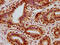 CAMP Responsive Element Binding Protein 1 antibody, CSB-RA005947A133phHU, Cusabio, Immunohistochemistry frozen image 