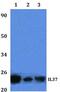 Interleukin 37 antibody, GTX66798, GeneTex, Western Blot image 