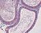 Elk3 antibody, GTX54790, GeneTex, Immunohistochemistry paraffin image 