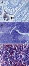 Toll Like Receptor 3 antibody, NBP2-24875, Novus Biologicals, Immunohistochemistry frozen image 