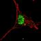 Kruppel Like Factor 4 antibody, LS-C165557, Lifespan Biosciences, Immunofluorescence image 