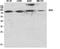 Enhancer Of Zeste 1 Polycomb Repressive Complex 2 Subunit antibody, STJ92928, St John