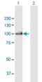 Piwi Like RNA-Mediated Gene Silencing 3 antibody, H00440822-B01P, Novus Biologicals, Western Blot image 