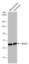 Regulator Of G Protein Signaling 14 antibody, GTX133291, GeneTex, Western Blot image 
