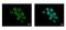 Family With Sequence Similarity 120A antibody, PA5-31766, Invitrogen Antibodies, Immunofluorescence image 