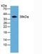 Transaldolase 1 antibody, MBS2015091, MyBioSource, Western Blot image 