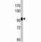 NLR Family Pyrin Domain Containing 12 antibody, F50275-0.4ML, NSJ Bioreagents, Western Blot image 