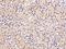 Caspase 5 antibody, 310208-T08, Sino Biological, Immunohistochemistry paraffin image 