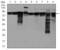 Eukaryotic Translation Initiation Factor 4B antibody, MA5-17071, Invitrogen Antibodies, Western Blot image 