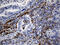 Toll Like Receptor 8 antibody, M01541, Boster Biological Technology, Immunohistochemistry paraffin image 