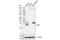 Mitochondrial Fission Factor antibody, 84580T, Cell Signaling Technology, Western Blot image 