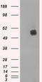 Lipase G, Endothelial Type antibody, TA501015, Origene, Western Blot image 