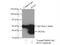 Ring Finger Protein 2 antibody, 16031-1-AP, Proteintech Group, Immunoprecipitation image 