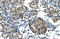 Zinc Finger Protein 555 antibody, 28-456, ProSci, Immunohistochemistry paraffin image 