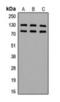 Adducin 1 antibody, orb224157, Biorbyt, Western Blot image 