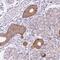 Phospholipid Phosphatase 2 antibody, NBP2-31607, Novus Biologicals, Immunohistochemistry paraffin image 