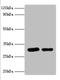Syntaxin 6 antibody, LS-C285617, Lifespan Biosciences, Western Blot image 