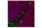 Neuronal Nuclei antibody, 90171S, Cell Signaling Technology, Immunofluorescence image 