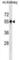 Patatin Like Phospholipase Domain Containing 3 antibody, abx030498, Abbexa, Western Blot image 