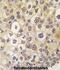 Rho Family GTPase 3 antibody, abx033659, Abbexa, Immunohistochemistry frozen image 