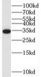 Transformer 2 Alpha Homolog antibody, FNab08913, FineTest, Western Blot image 