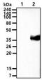 Wnt Family Member 3A antibody, GTX50033, GeneTex, Western Blot image 