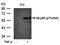 Microfibril Associated Protein 4 antibody, orb314040, Biorbyt, Western Blot image 