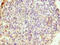 WD Repeat Domain 62 antibody, MBS7001219, MyBioSource, Immunohistochemistry frozen image 