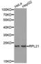 Ribosomal Protein L21 antibody, abx004551, Abbexa, Western Blot image 