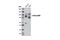 Solute Carrier Family 3 Member 2 antibody, 13180S, Cell Signaling Technology, Western Blot image 