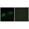 Laminin Subunit Beta 1 antibody, A03894, Boster Biological Technology, Immunofluorescence image 