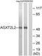 5-Phosphohydroxy-L-Lysine Phospho-Lyase antibody, GTX87423, GeneTex, Western Blot image 