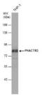 Phosphatase And Actin Regulator 3 antibody, NBP2-19790, Novus Biologicals, Western Blot image 