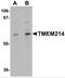 Transmembrane protein 214 antibody, 5297, ProSci, Western Blot image 