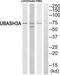 Ubiquitin-associated and SH3 domain-containing protein A antibody, TA313290, Origene, Western Blot image 