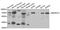 SWI/SNF Related, Matrix Associated, Actin Dependent Regulator Of Chromatin, Subfamily D, Member 1 antibody, A6310, ABclonal Technology, Western Blot image 