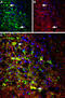 Neurotensin Receptor 1 antibody, GTX02541, GeneTex, Immunohistochemistry frozen image 