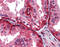 Wnt Family Member 5A antibody, 51-297, ProSci, Immunohistochemistry frozen image 