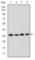 Cyclin Dependent Kinase 5 antibody, abx010546, Abbexa, Western Blot image 