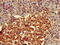 Frizzled Class Receptor 4 antibody, CSB-PA890755LA01HU, Cusabio, Immunohistochemistry paraffin image 