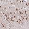 ST8 Alpha-N-Acetyl-Neuraminide Alpha-2,8-Sialyltransferase 5 antibody, HPA046771, Atlas Antibodies, Immunohistochemistry frozen image 